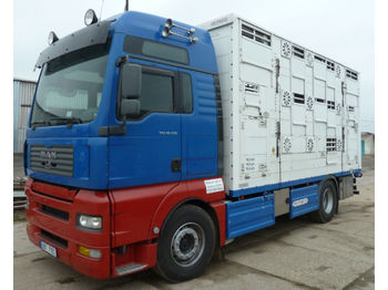Camion bétaillère MAN TGA 18.530 4X2 LL 3-Stock Pezzaioli: photos 1