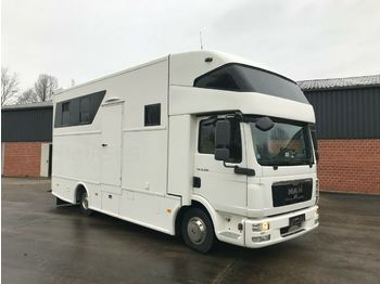 Camion bétaillère MAN Pferdetransporter