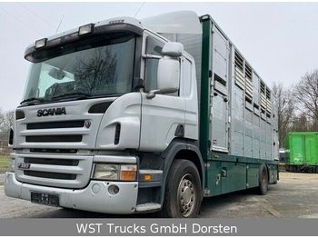 Camion bétaillère Scania P 380 mitt Menke Doppelstock