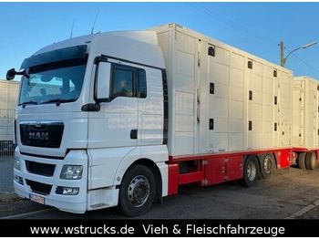 Camion bétaillère MAN TGX 26.480 XL Menke   3 Stock Vollalu: photos 1