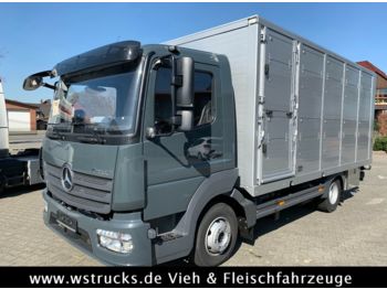Camion bétaillère pour transport de animaux Mercedes-Benz 821L" Neu" WST Edition" Menke Einstock Vollalu: photos 1