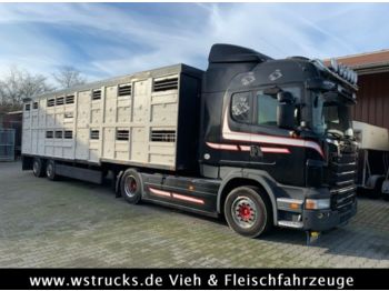 Camion bétaillère Scania R 480 Highl. mit Menke 2 Stock Auflieger: photos 1