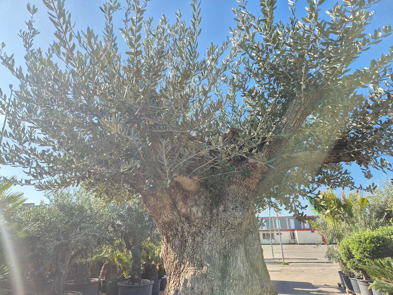 Machine agricole Bonsai