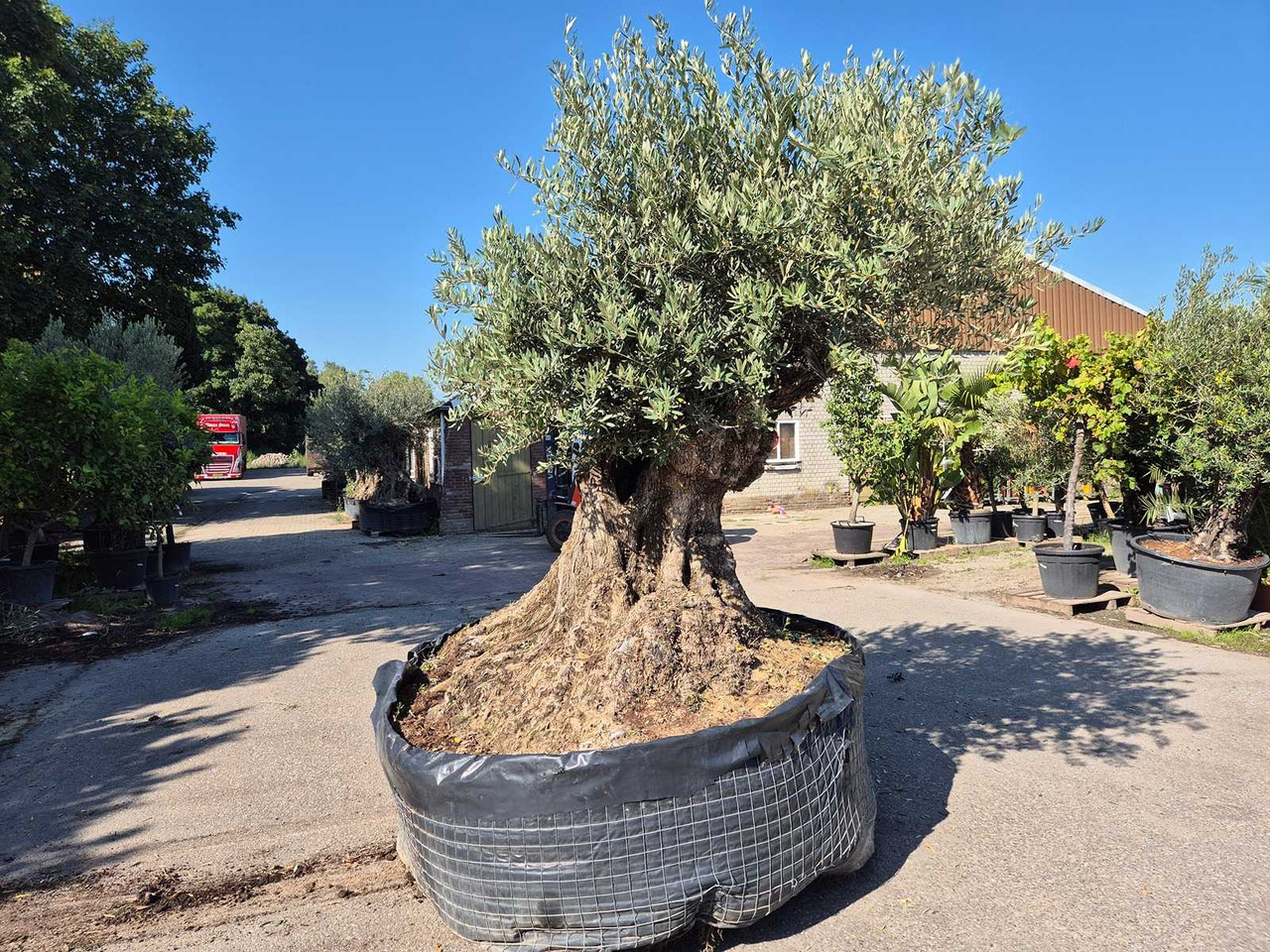 Machine agricole Bonsai