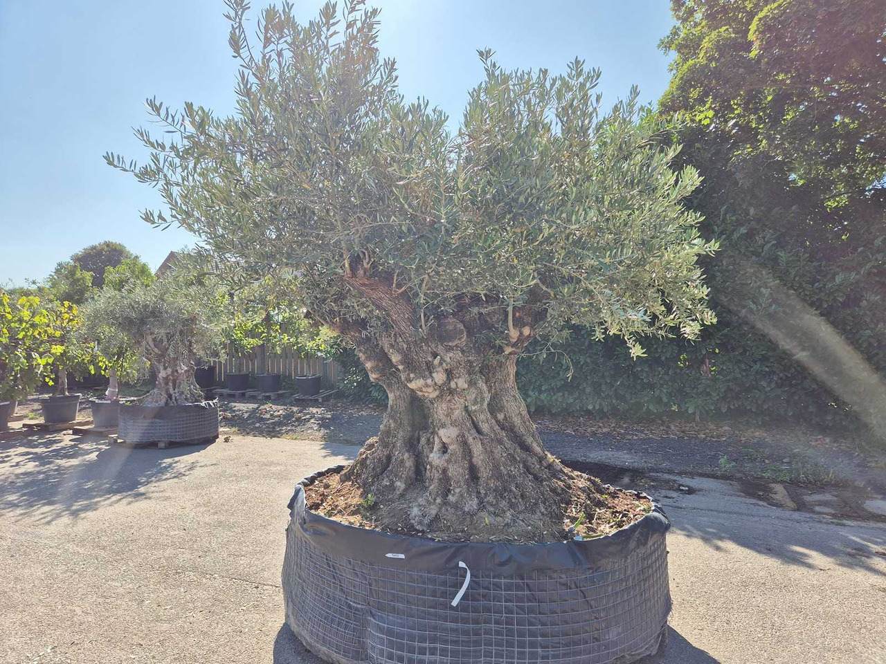 Machine agricole Bonsai