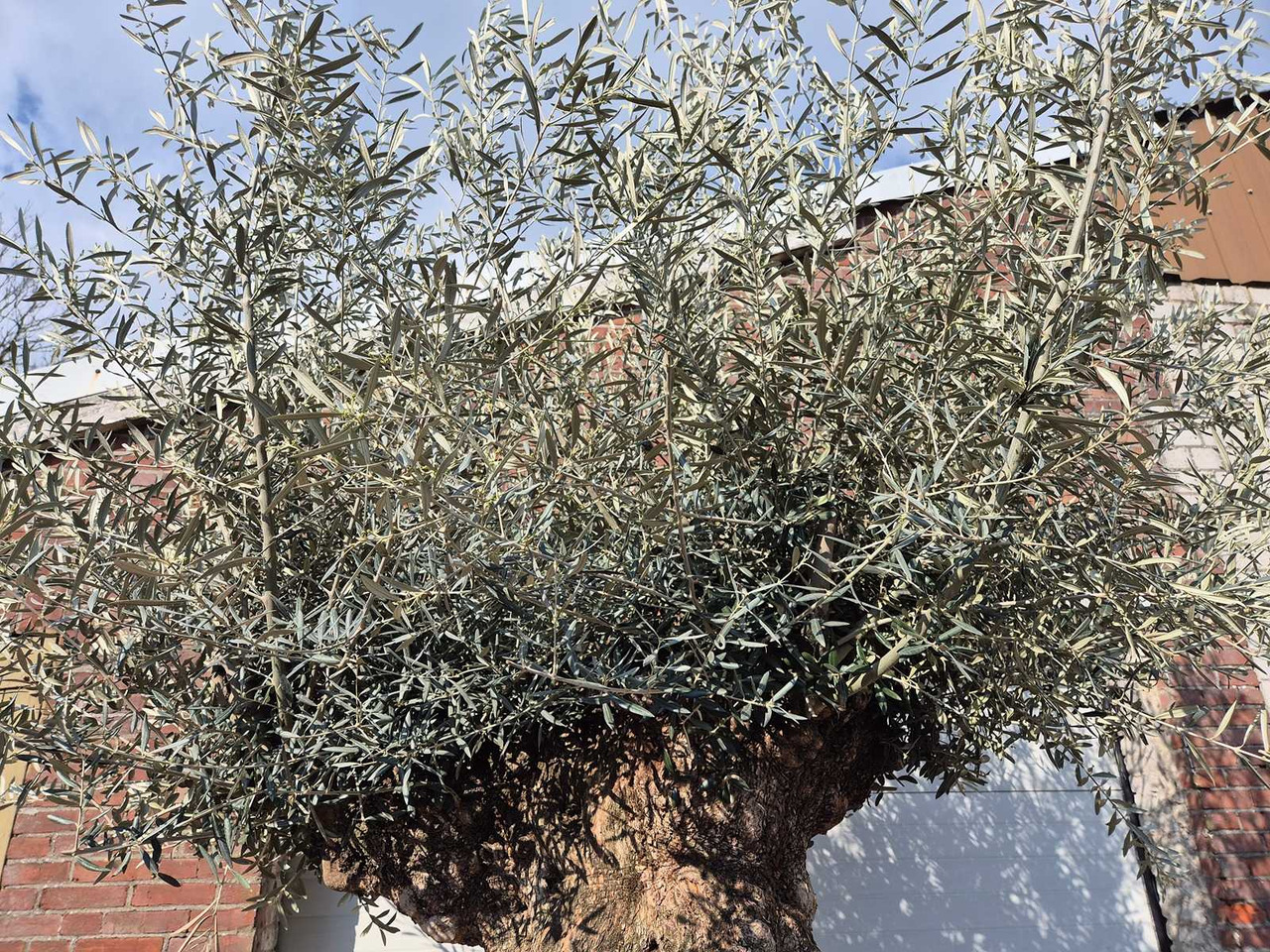 Machine agricole Bonsai
