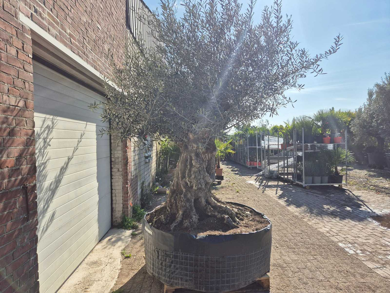 Machine agricole Bonsai
