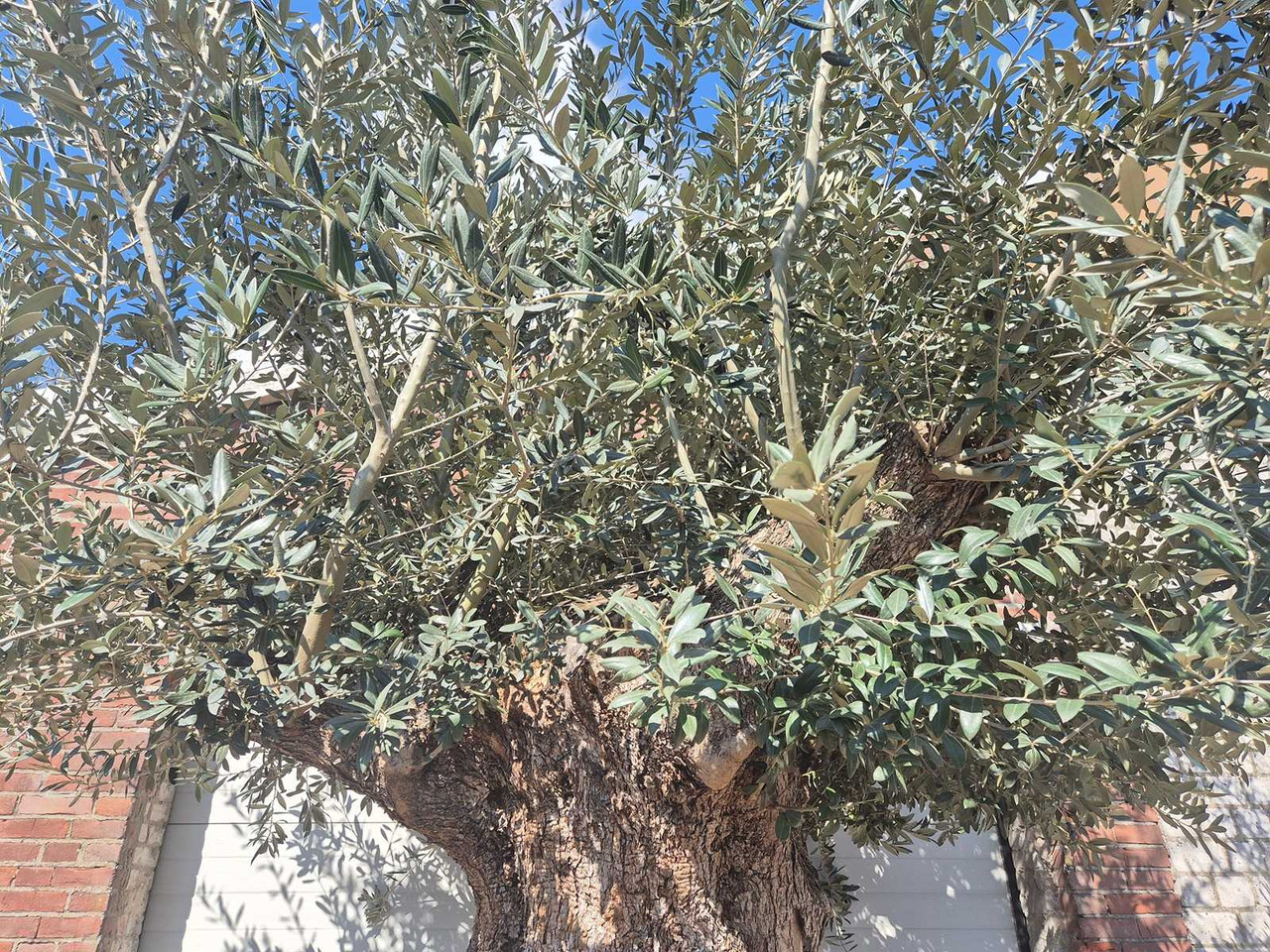Machine agricole Bonsai