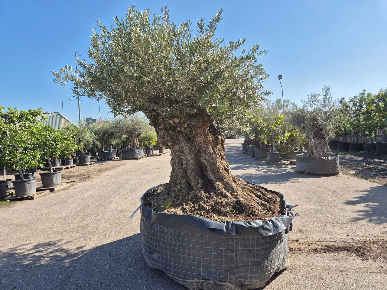 Machine agricole Bonsai