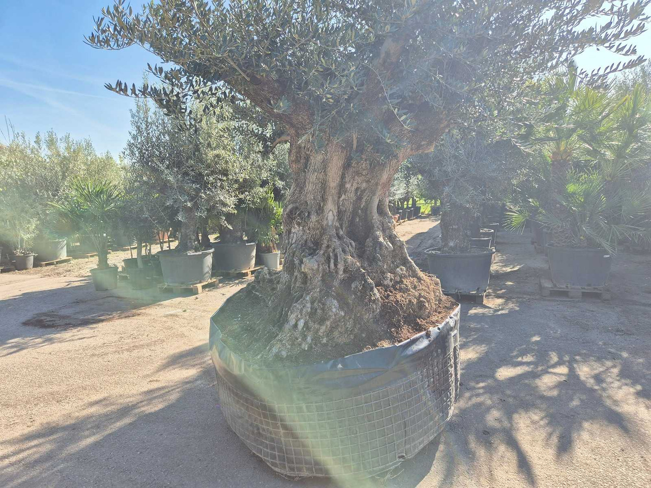 Machine agricole Bonsai