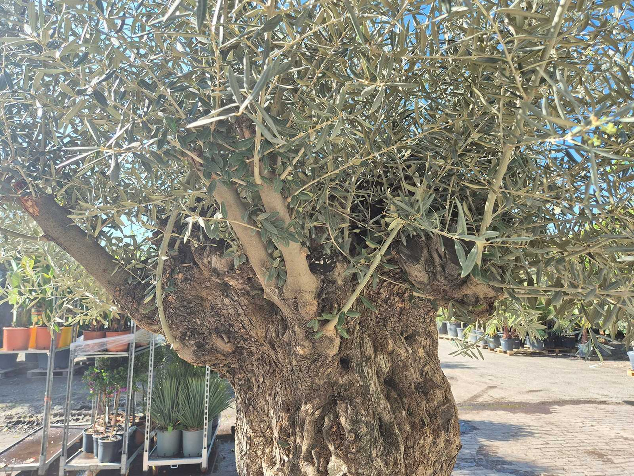 Machine agricole Bonsai