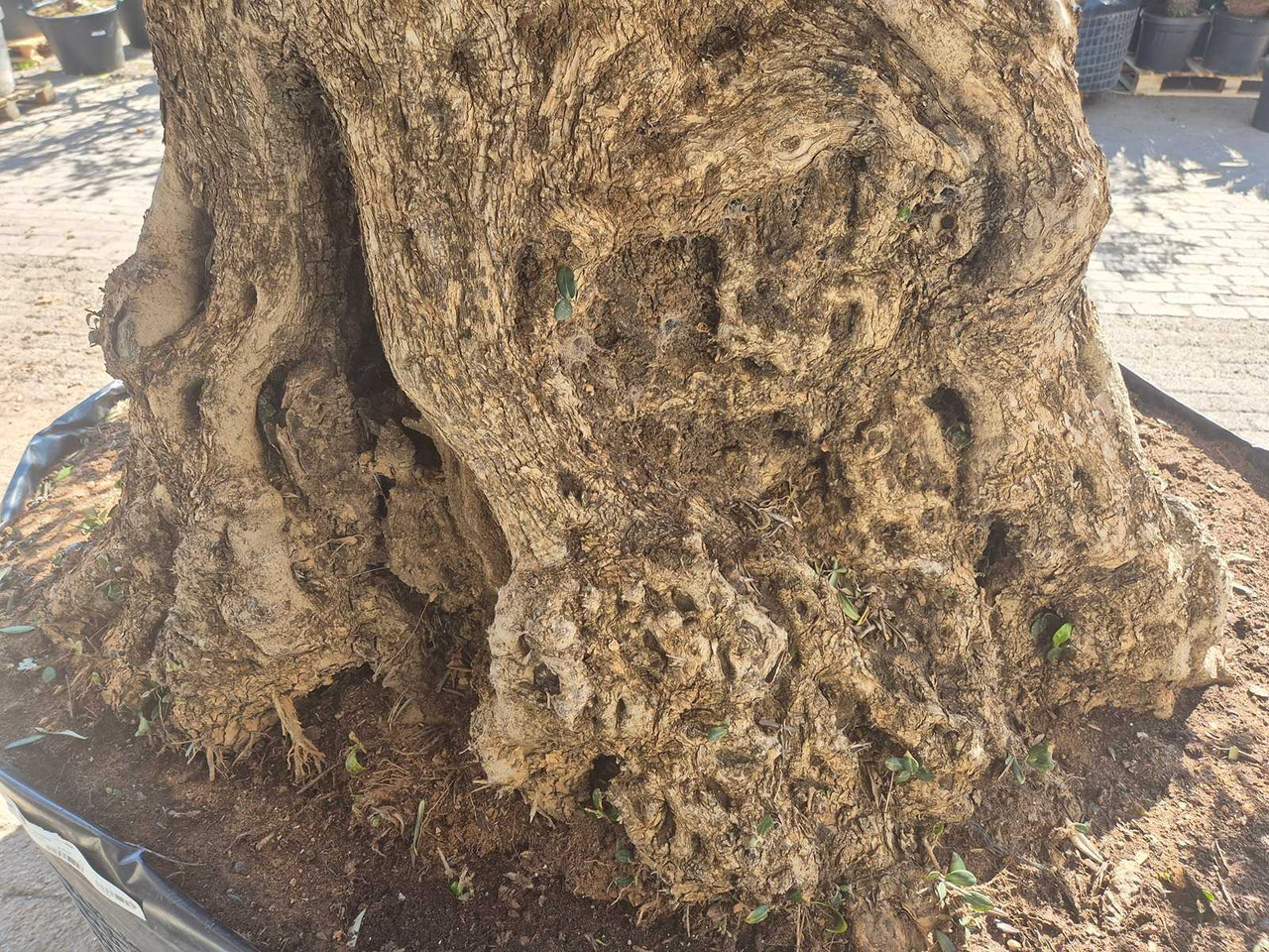 Machine agricole Bonsai