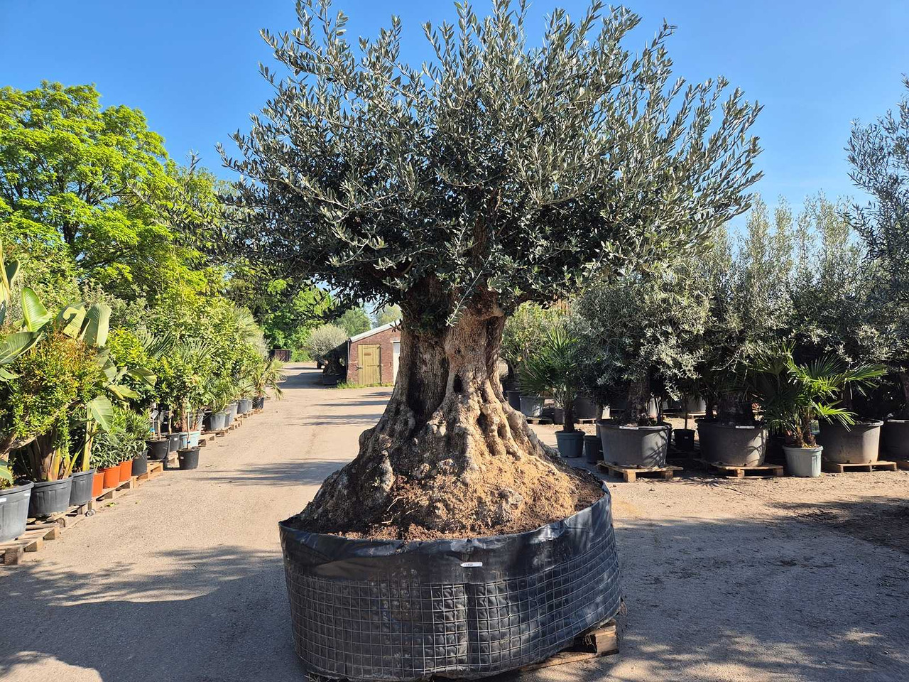 Machine agricole Bonsai