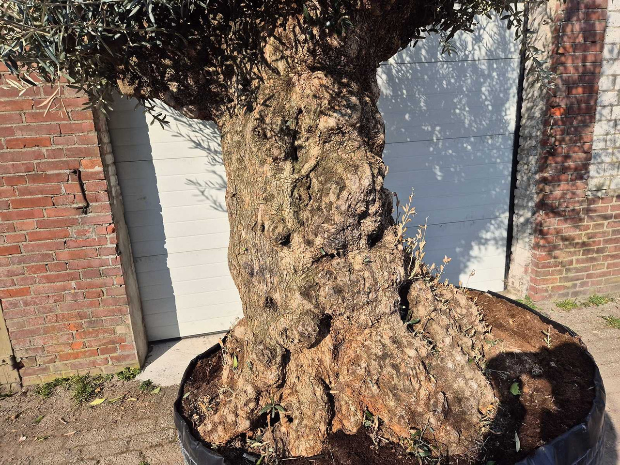 Machine agricole Bonsai