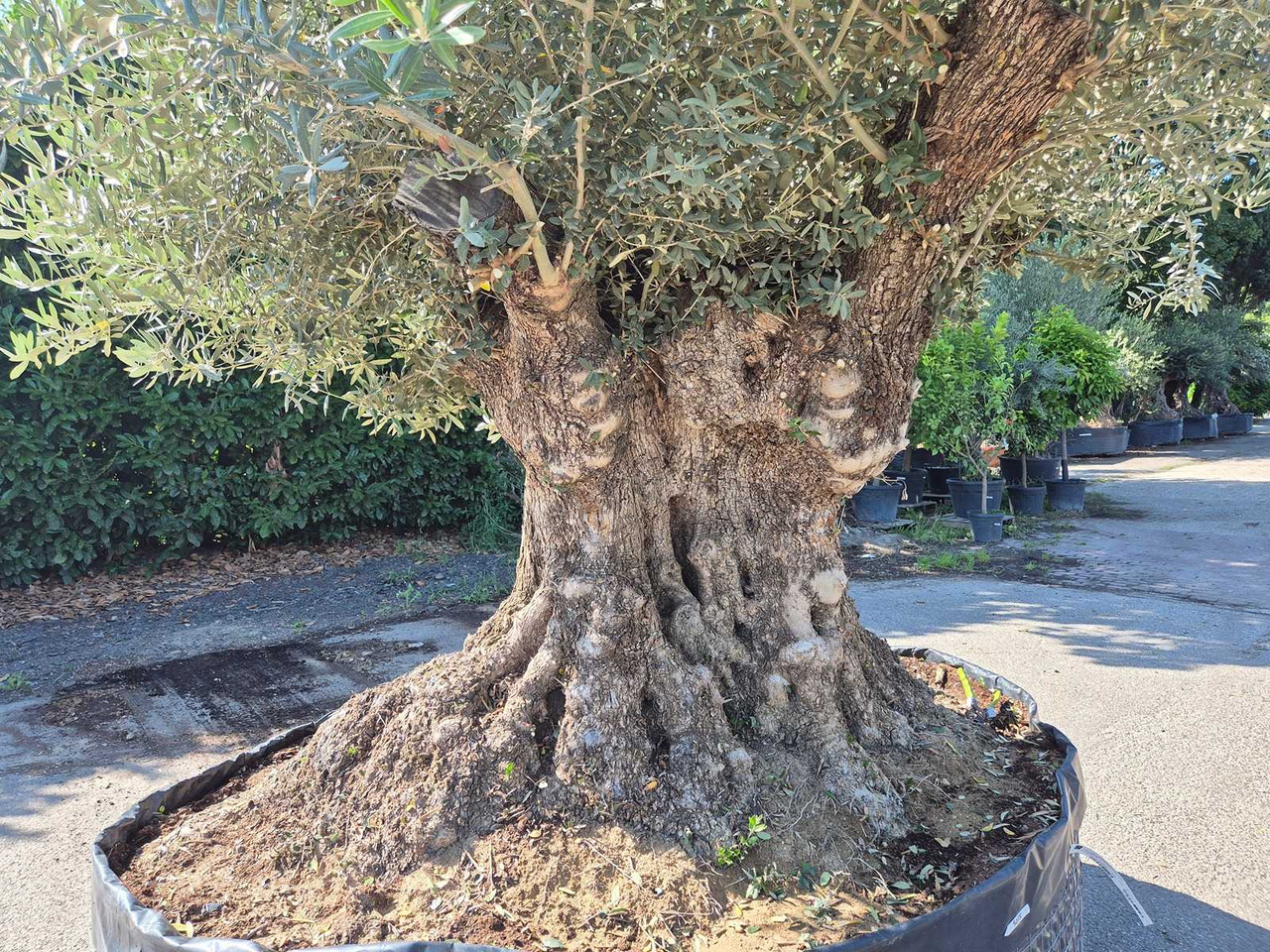Machine agricole Bonsai