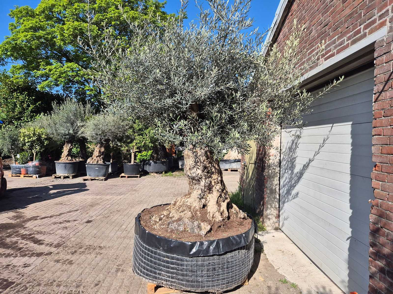 Machine agricole Bonsai
