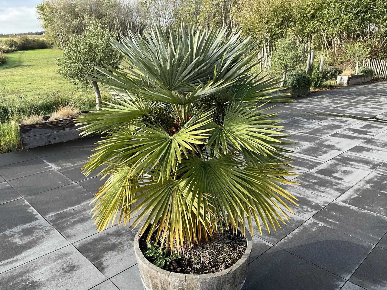 Machine agricole Planter with plant