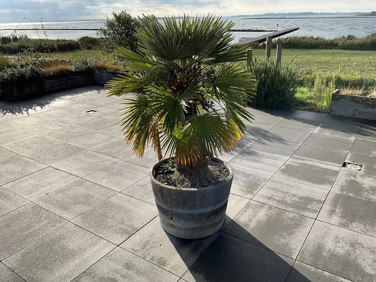 Machine agricole Planter with plant