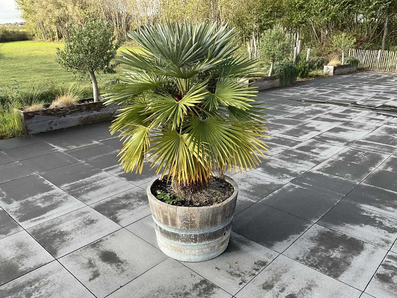 Machine agricole Planter with plant