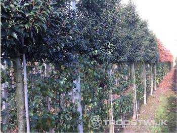 Matériel de jardinage Prunus Lustanica: photos 1