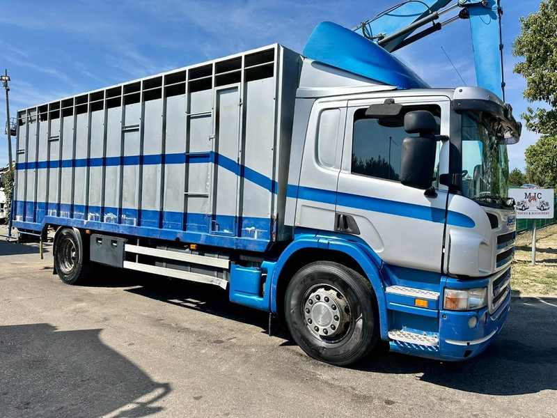 Scania P310 4x2 LIVESTOCK / VEEWAGEN / TIERTRANSPORT / BETAILLERE - ALU BOX 7m - MANUAL - A/C - BELGIAN TRUCK - Camion bétaillère: photos 1 Scania P310 4x2 LIVESTOCK / VEEWAGEN / TIERTRANSPORT / BETAILLERE - ALU BOX 7m - MANUAL - A/C - BELGIAN TRUCK - Camion bétaillère: photos 1
