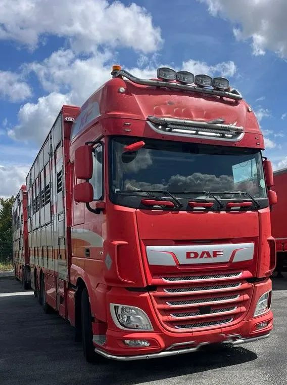 DAF XF 530 + Przyczepa Pezzaoli - 3X Trzoda, 2 X Bydło I 3 poziomy I Podnoszony dach I Hydroburta I Osie Skrętne I Poidła I Wentylatory I Pilot Manualny | - Camion bétaillère: photos 1 DAF XF 530 + Przyczepa Pezzaoli - 3X Trzoda, 2 X Bydło I 3 poziomy I Podnoszony dach I Hydroburta I Osie Skrętne I Poidła I Wentylatory I Pilot Manualny | - Camion bétaillère: photos 1