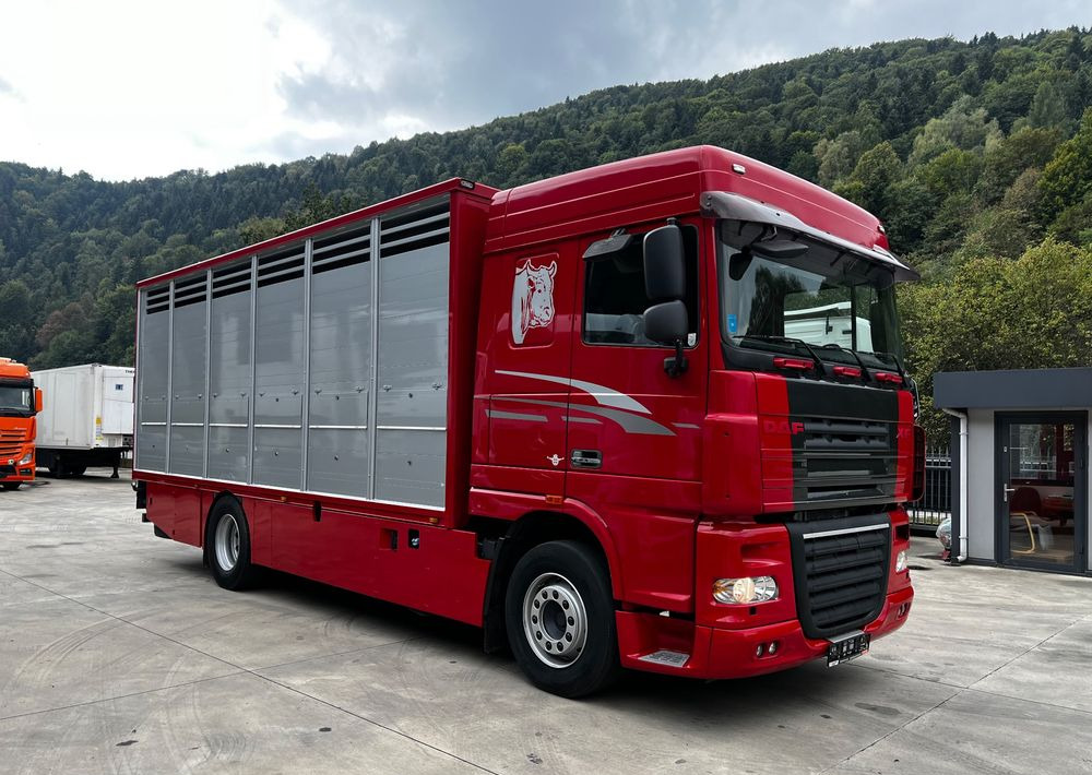 DAF XF 105.460 Euro 5 // Manual // Retarder // Do Żywca / Bydła / Zwierząt / - Camion bétaillère: photos 2 DAF XF 105.460 Euro 5 // Manual // Retarder // Do Żywca / Bydła / Zwierząt / - Camion bétaillère: photos 2