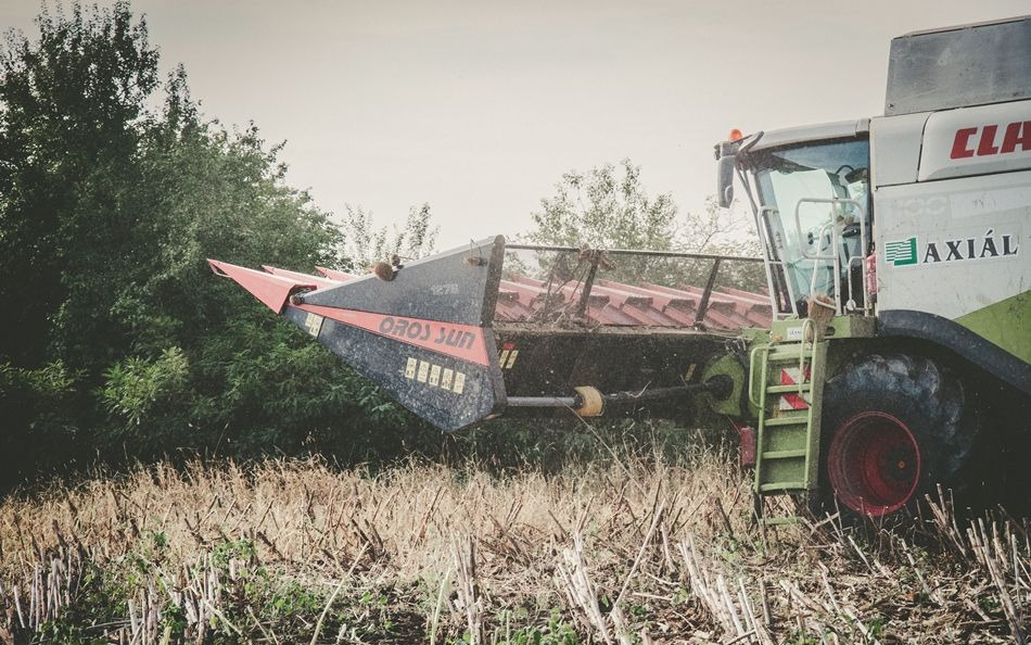 Equipement à tournesol neuf Oros SUN 1276 12 rzędowy, Nowe przystawki do Zbioru Słonecznika: photos 12