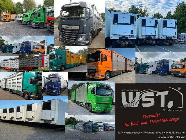 Semi-remorque frigorifique Schmitz Cargobull SKO 24 Kühlauflieger Vector 1550 Strom/Diesel: photos 18